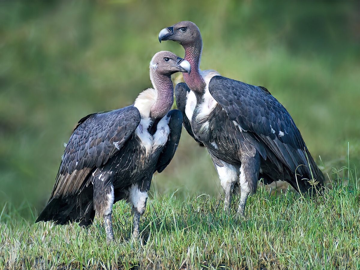 A white-rumped vulture, the critically endangered species featured in this story.
