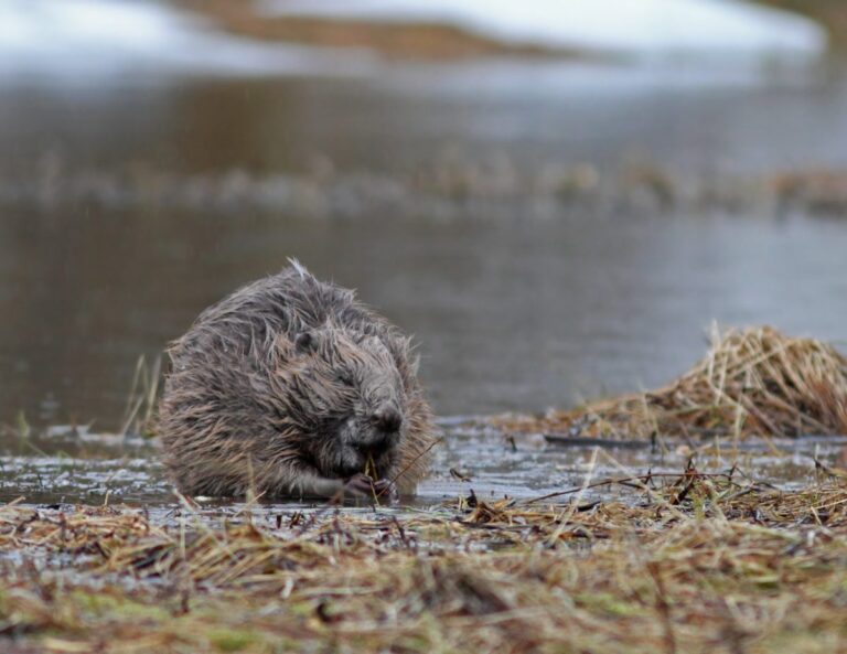A Eurasian beaver, the species reintroduced to west London.