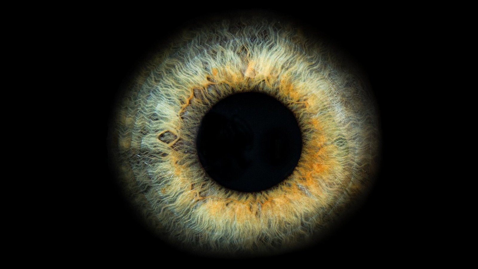 Human eye