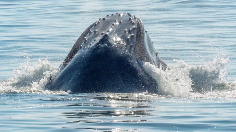 Humpback whale