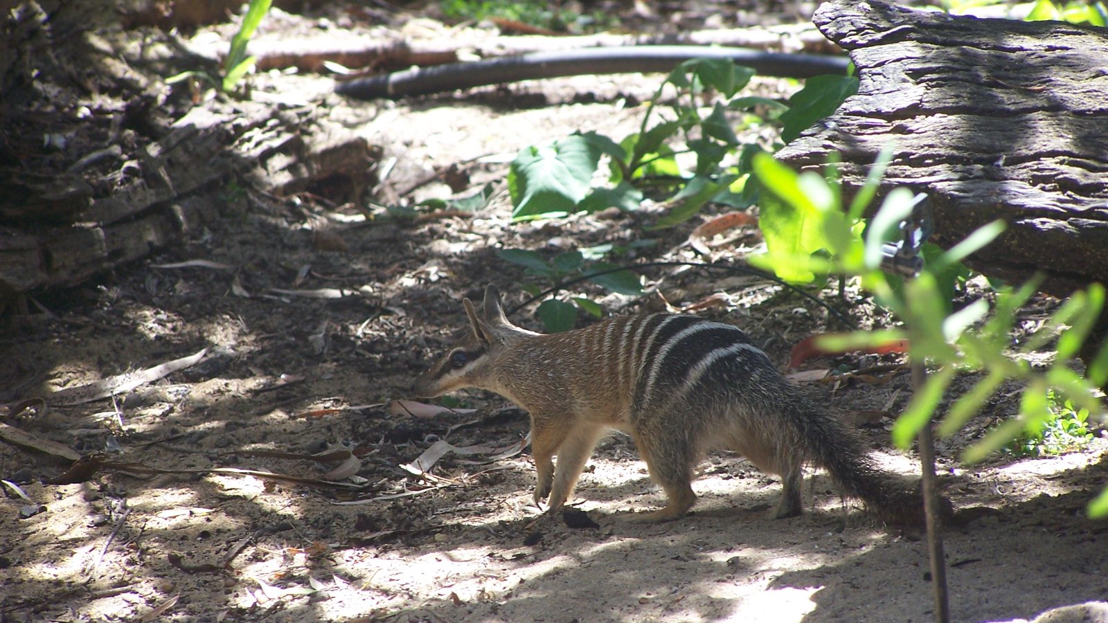 Decades of Predator Control Pulled Western Australia’s Numbat Back From the Brink of Extinction