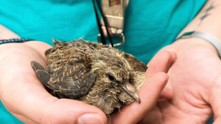 Gentle hands carefully holding a young bird