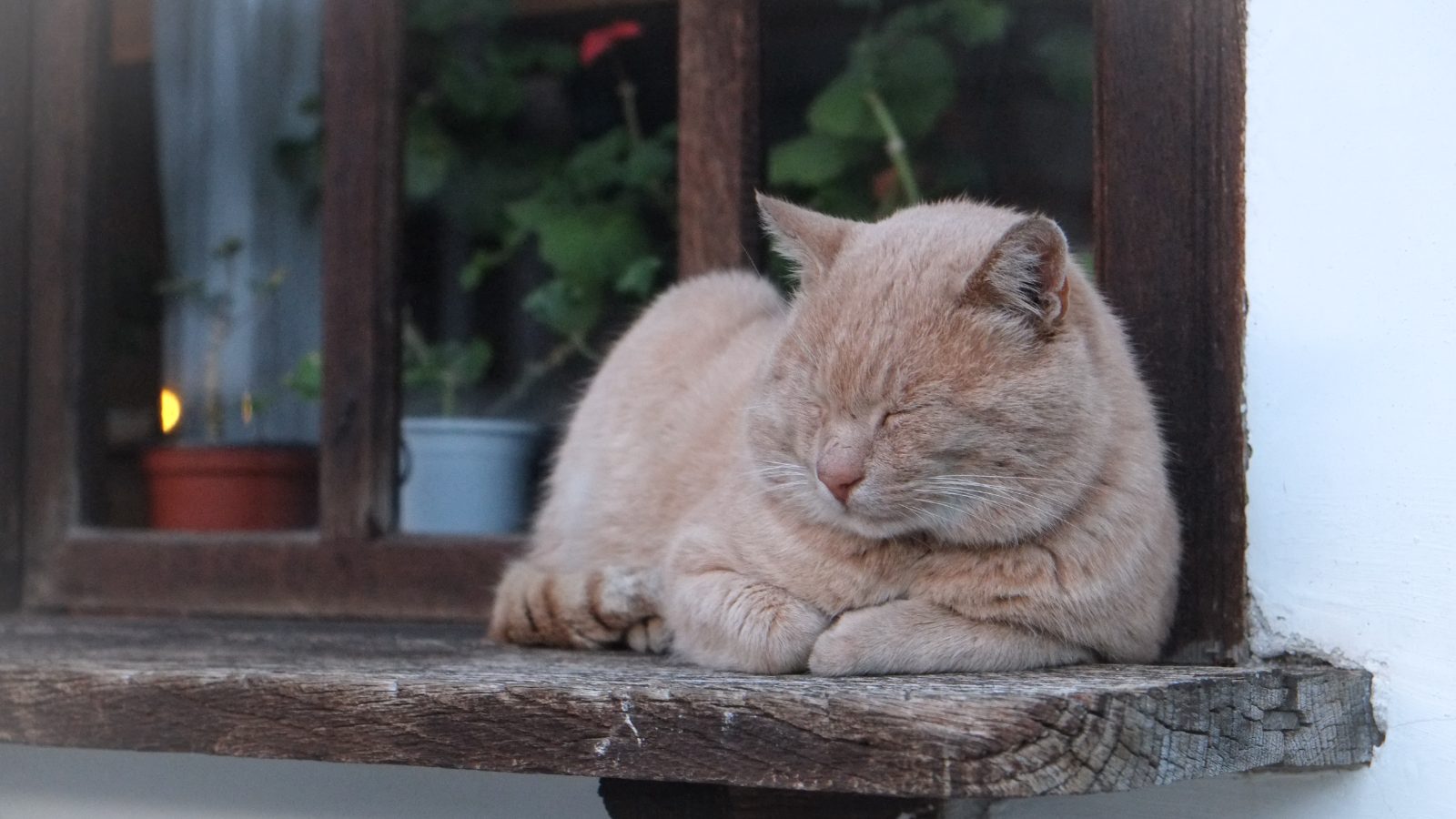A Grieving 87-Year-Old and a Senior Shelter Cat Found the Companion Each One Needed