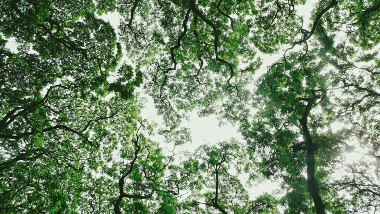 A lush green tree canopy with sunlight filtering through the leaves