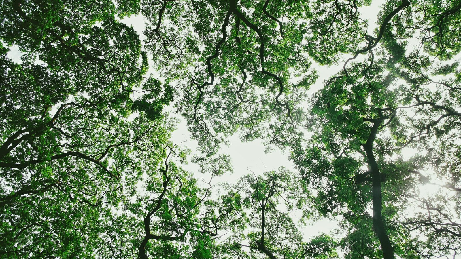 A lush green tree canopy with sunlight filtering through the leaves