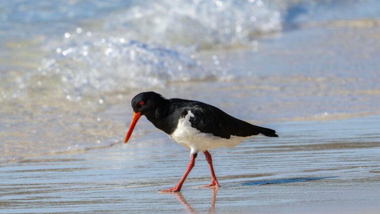 An oystercatcher foraging on a sunny beach shoreline