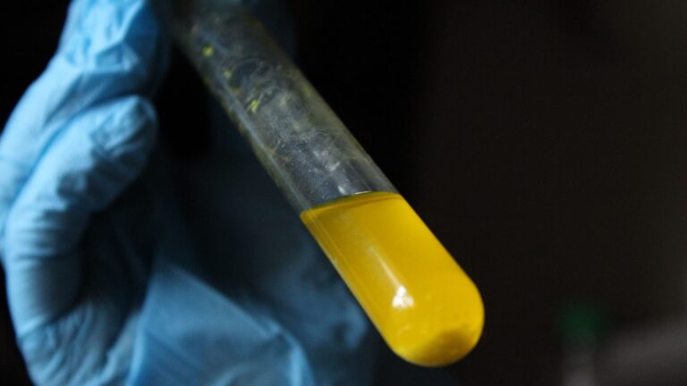 A gloved hand holding a laboratory test tube, symbolizing a diagnostic test