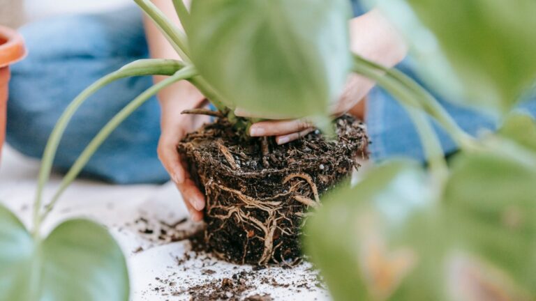 Hands repotting a monstera plant, roots and soil visible