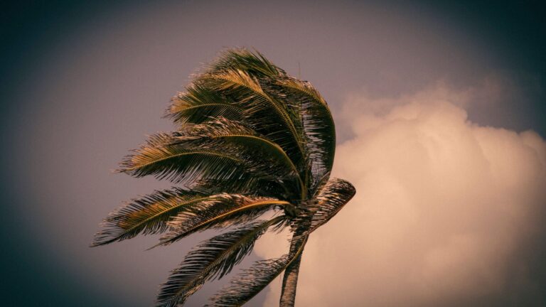 Palm tree bending in strong wind against storm clouds