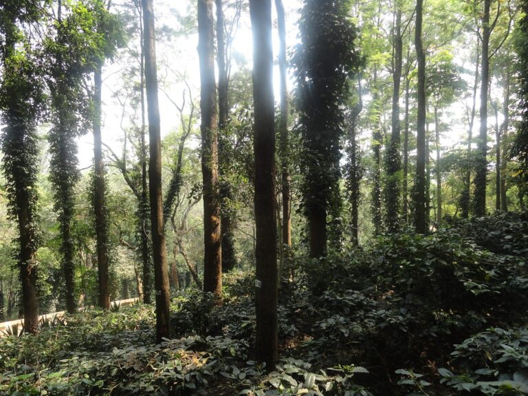 Coffee plantation at Araku (11).JPG
