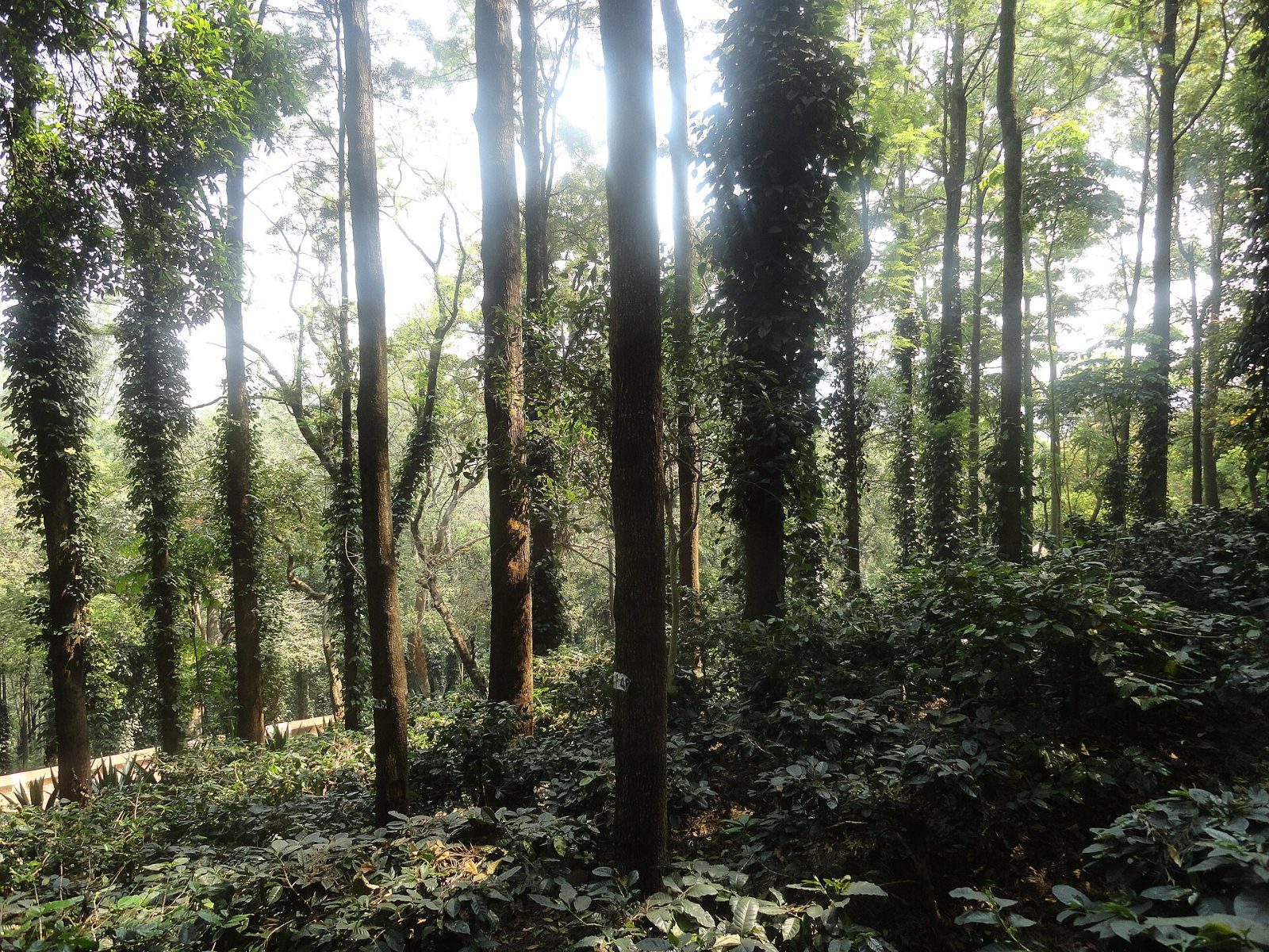 Coffee plantation at Araku (11).JPG
