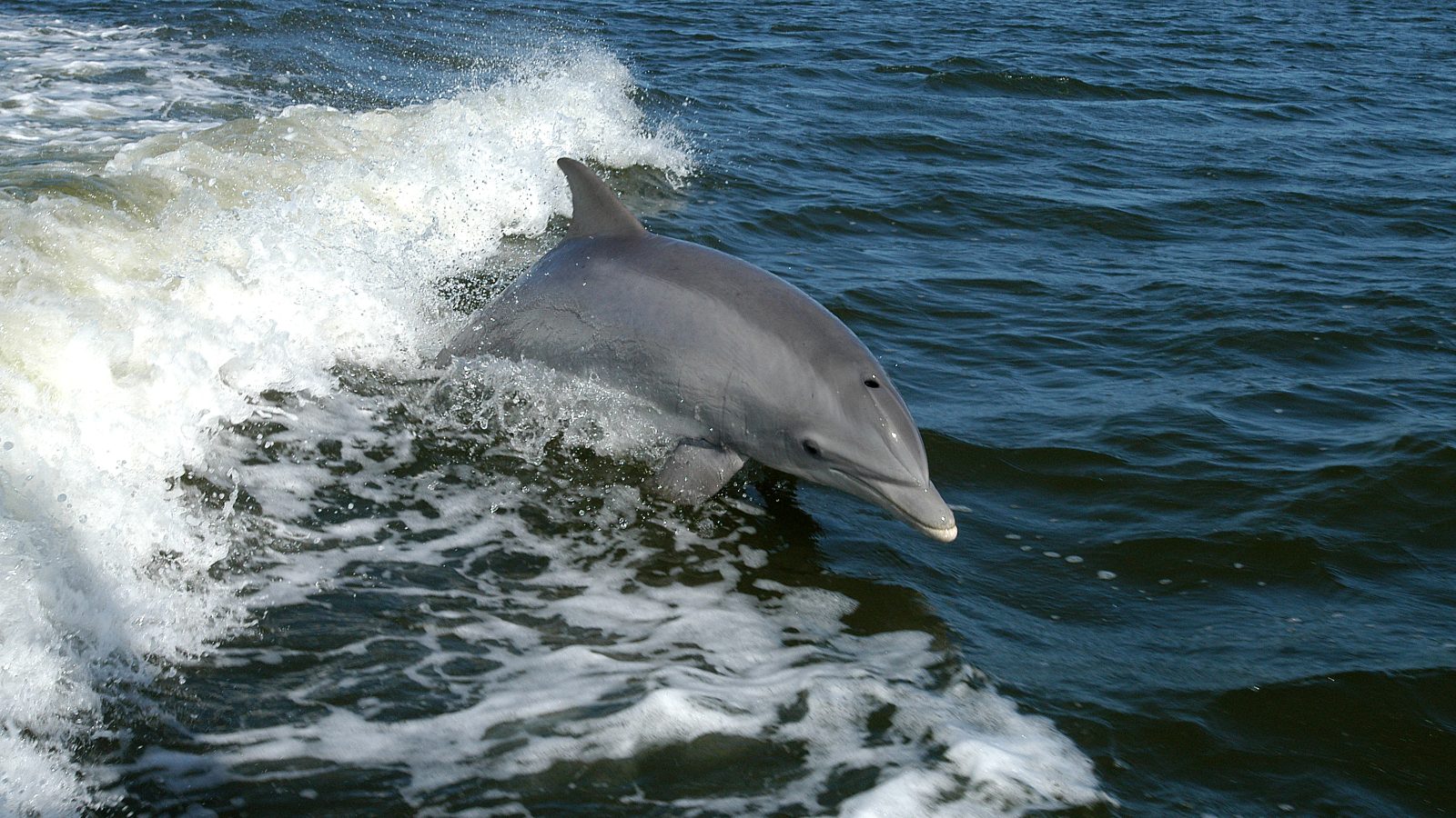 A Small Fish Nobody Notices Is Why Dolphins Are Back in the Hudson
