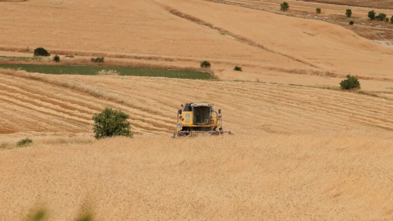 A combine harvester working in a vast wheat field