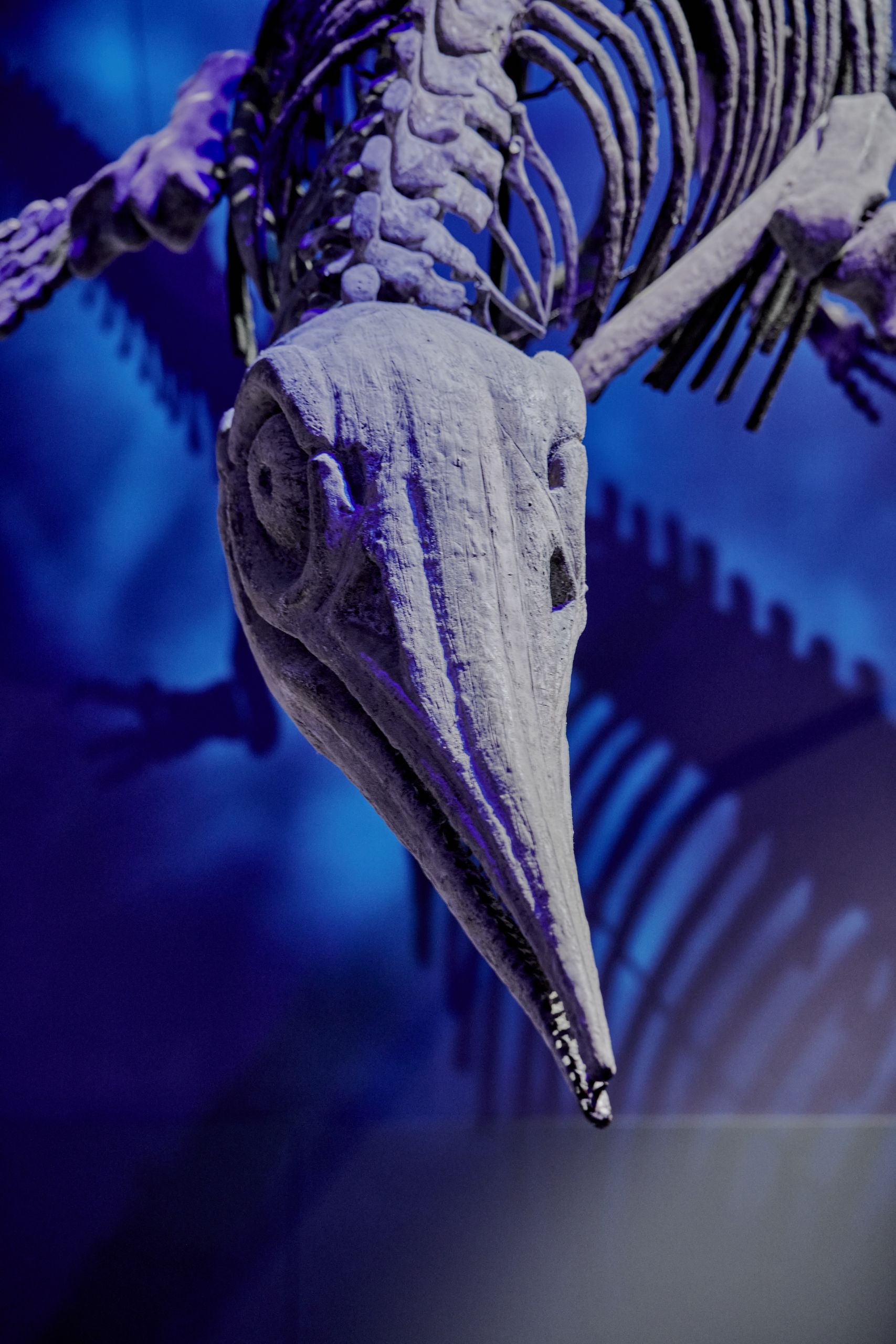 A Fossilized Dinosaur Meal Holds a New Clue to Bird Survival